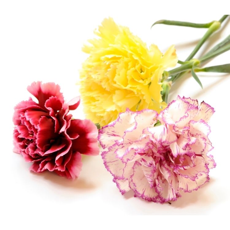 Classic Carnations