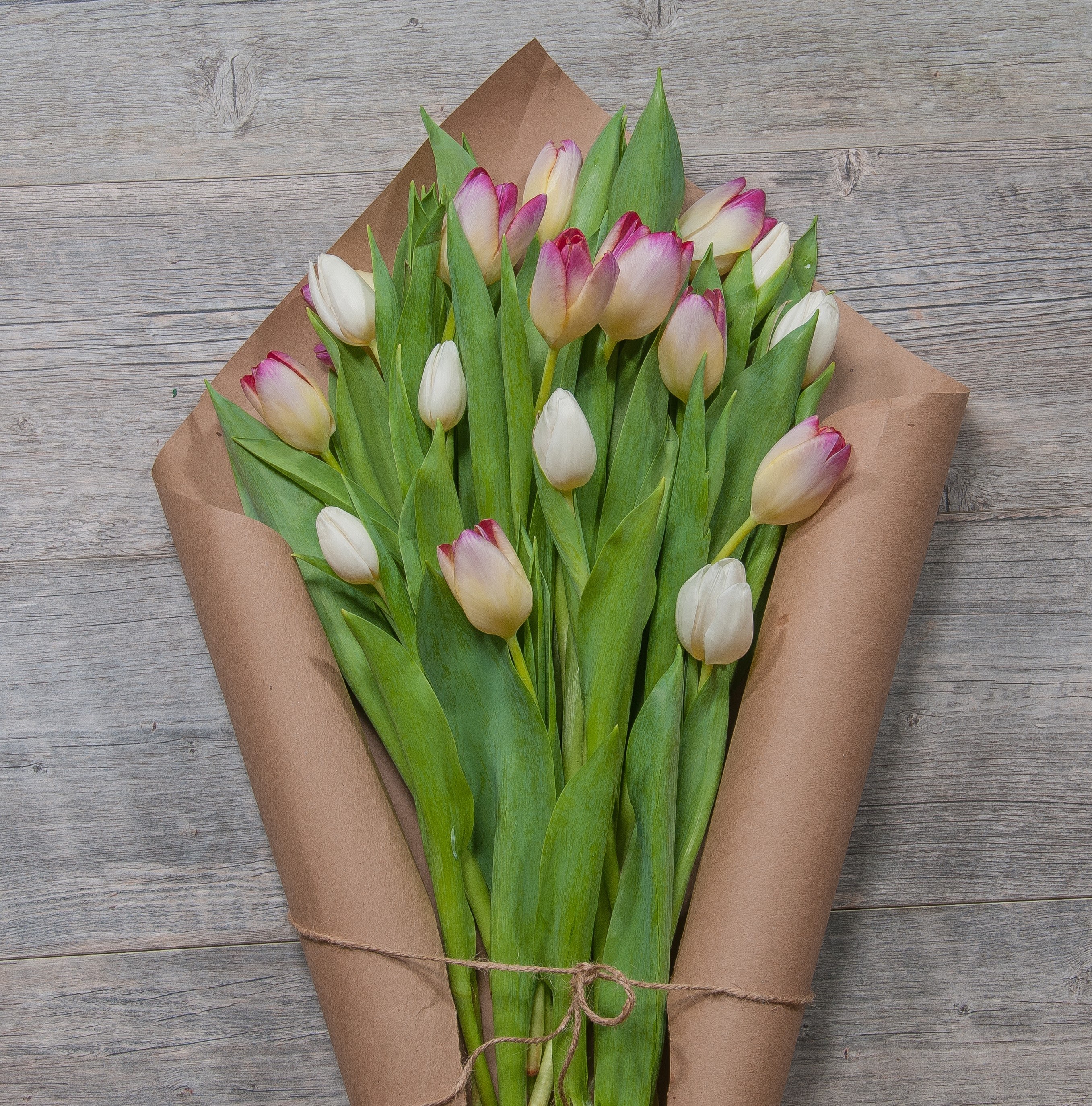 Bouquet of Tulips Bouquet of Tulips