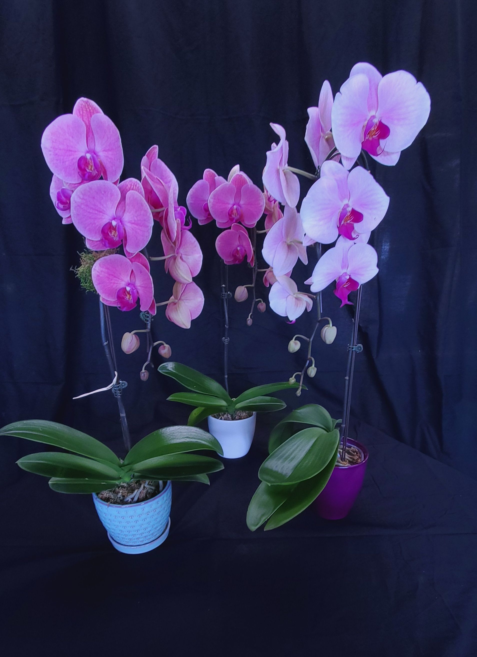 EVOLET ELEGANCE ORCHID PLANT. An arrangement by Hours of Flowers.