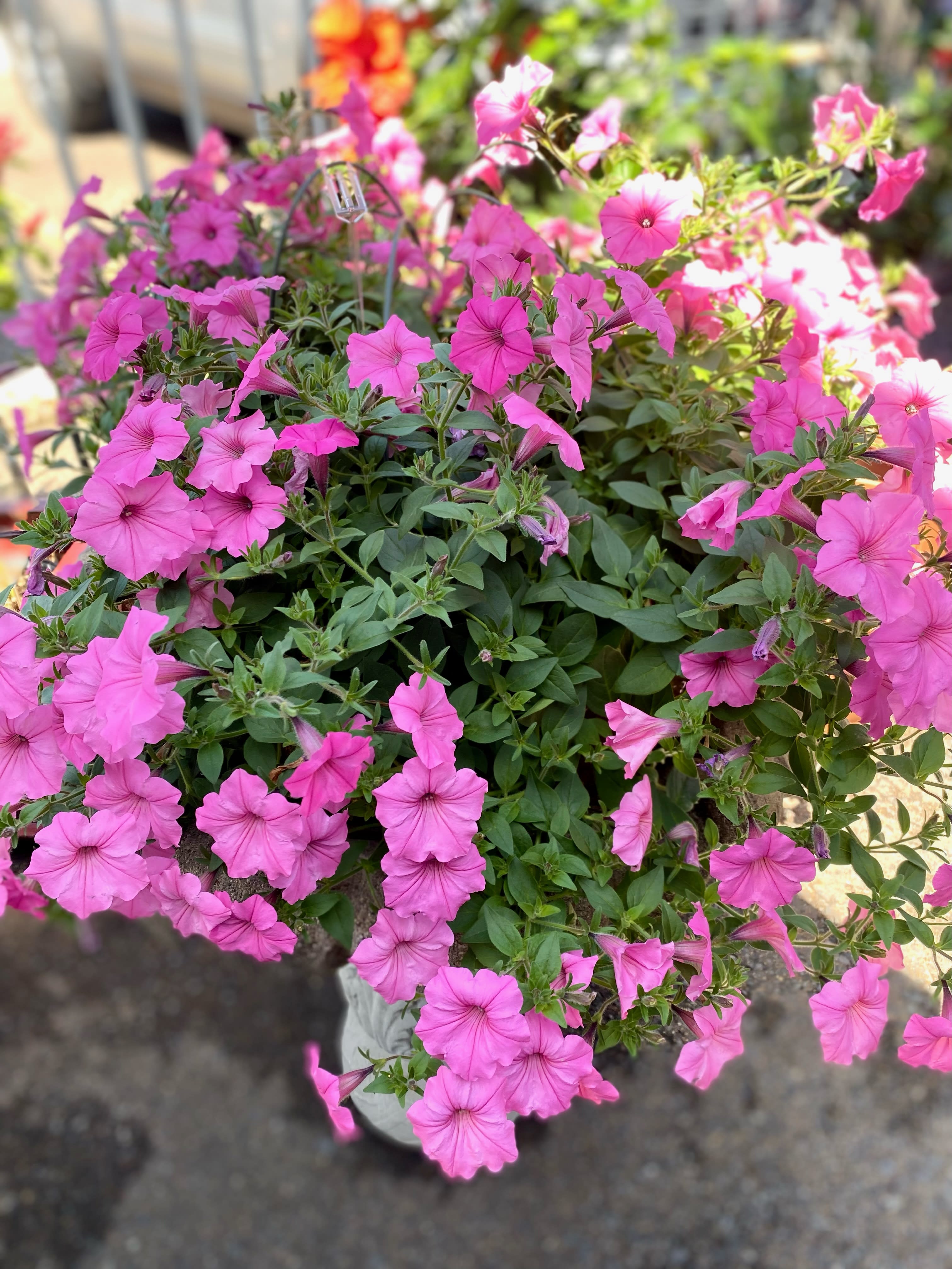 Petunias for Mom. An arrangement by Morgan Florist.