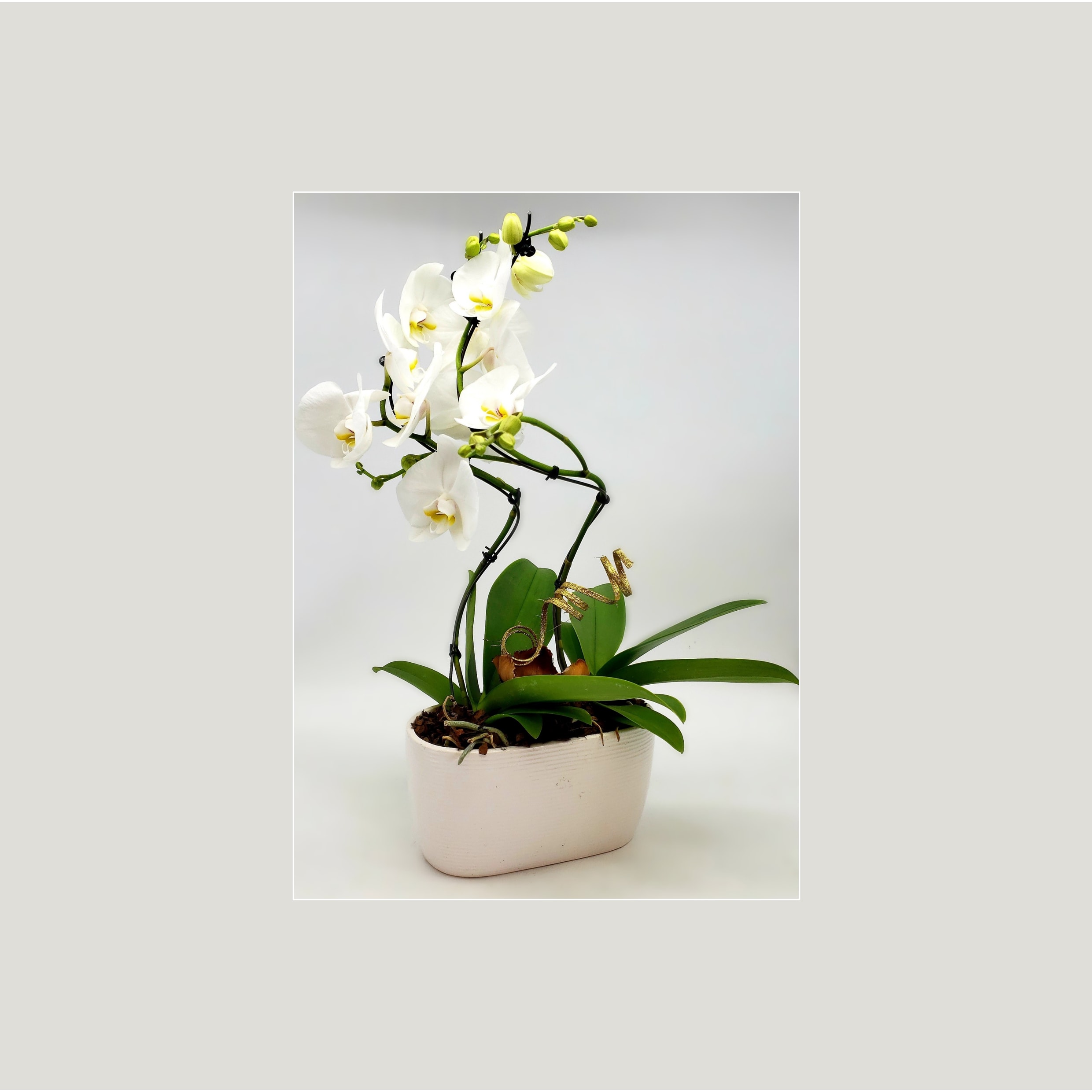 Dual Artistic Orchid. An arrangement by Select Flowers.