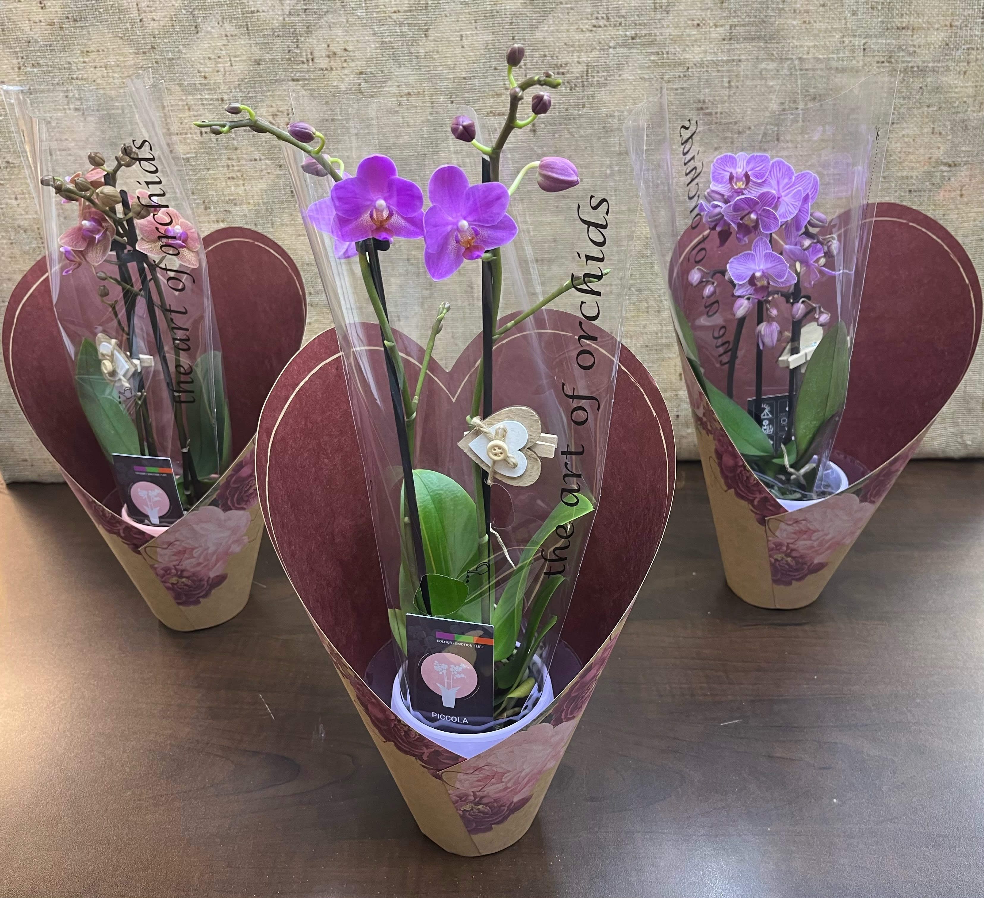 Opulent Phalaenopsis Potted Orchid Opulent Phalaenopsis Potted Orchid