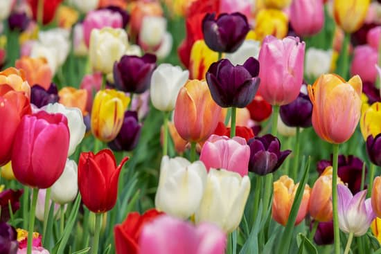 Totally Tubular Tulips