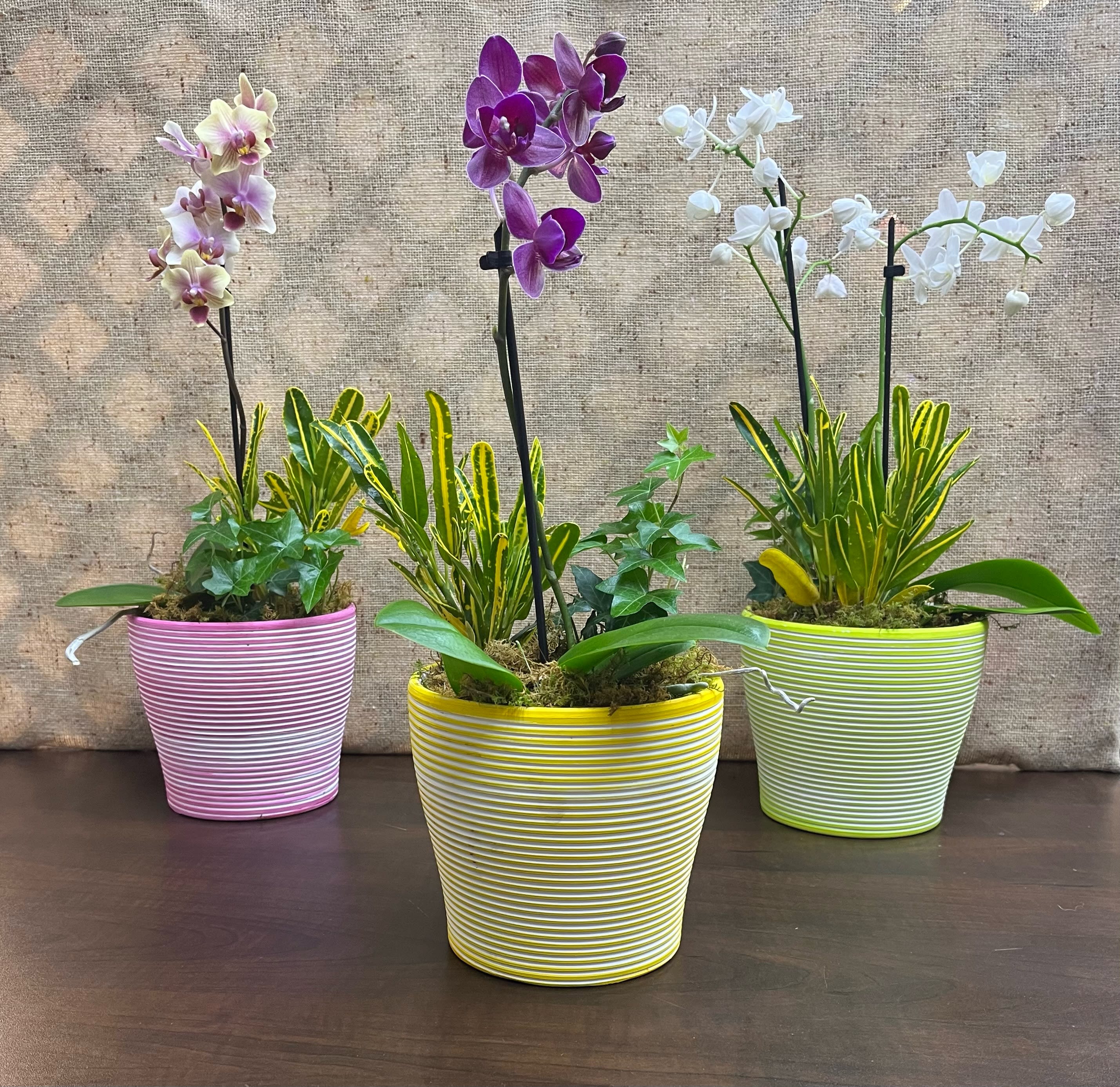 Mixed Phalaenopsis Orchid Planter Mixed Phalaenopsis Orchid Planter
