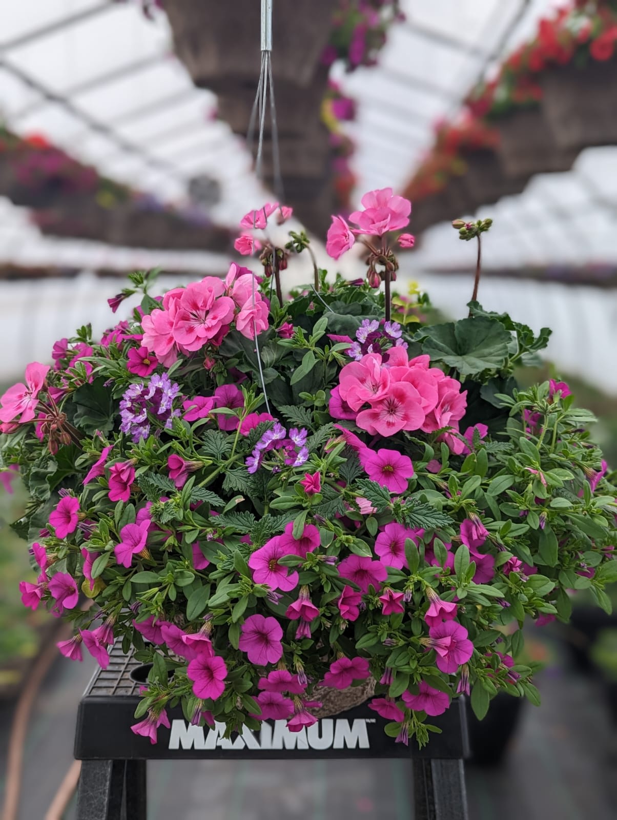 Outdoor Blooming Hanging Basket