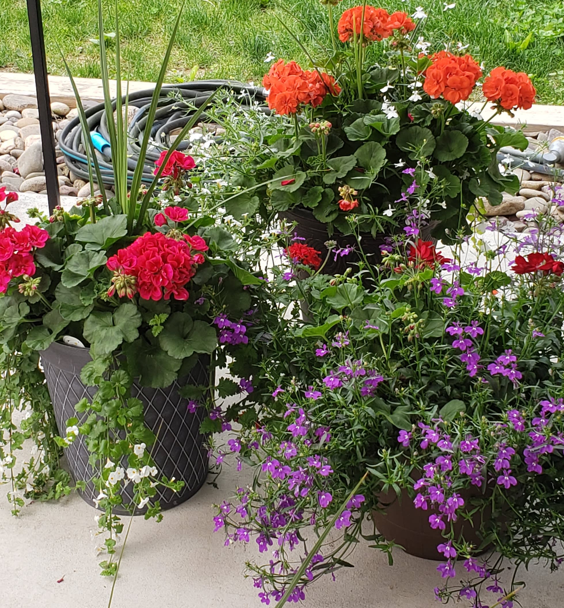Geranium Patio pots. An arrangement by Weaver the Florist and Gifts.