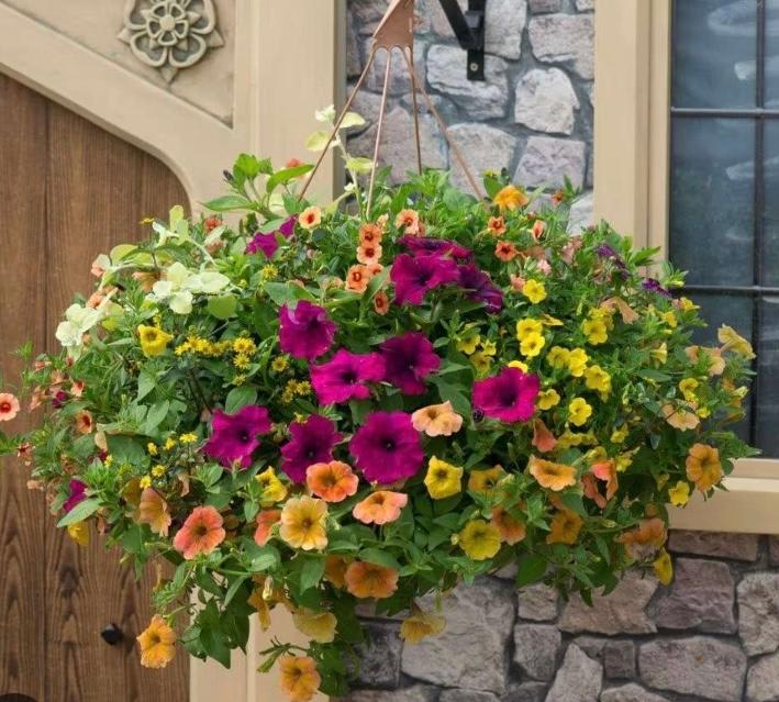 Country Hanging  Basket