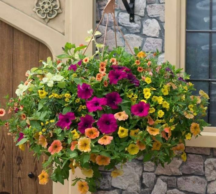 Country Hanging Basket. An arrangement by Jodi's Country Corner and Florist.
