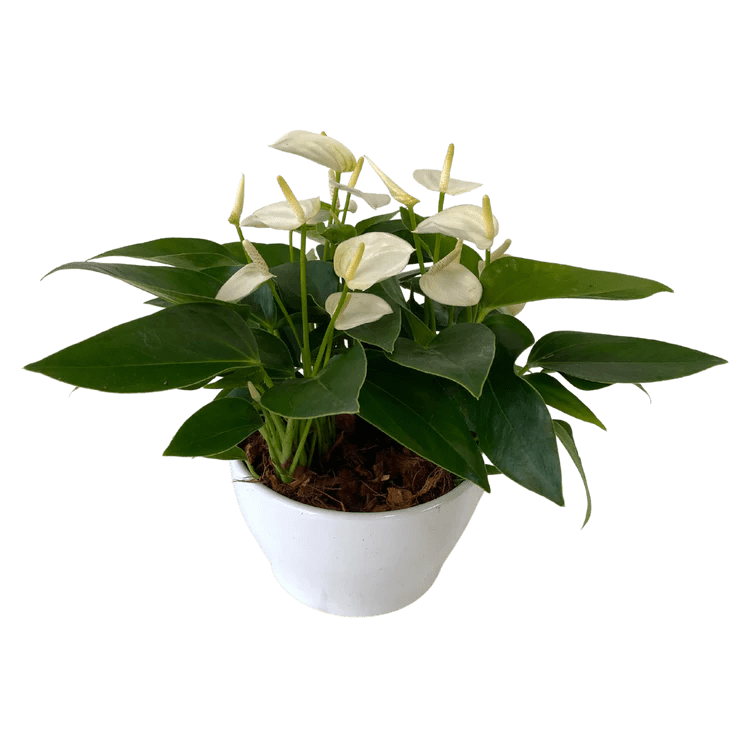 Medium Eileen Tropical Planter. An arrangement by Flowers Plus.