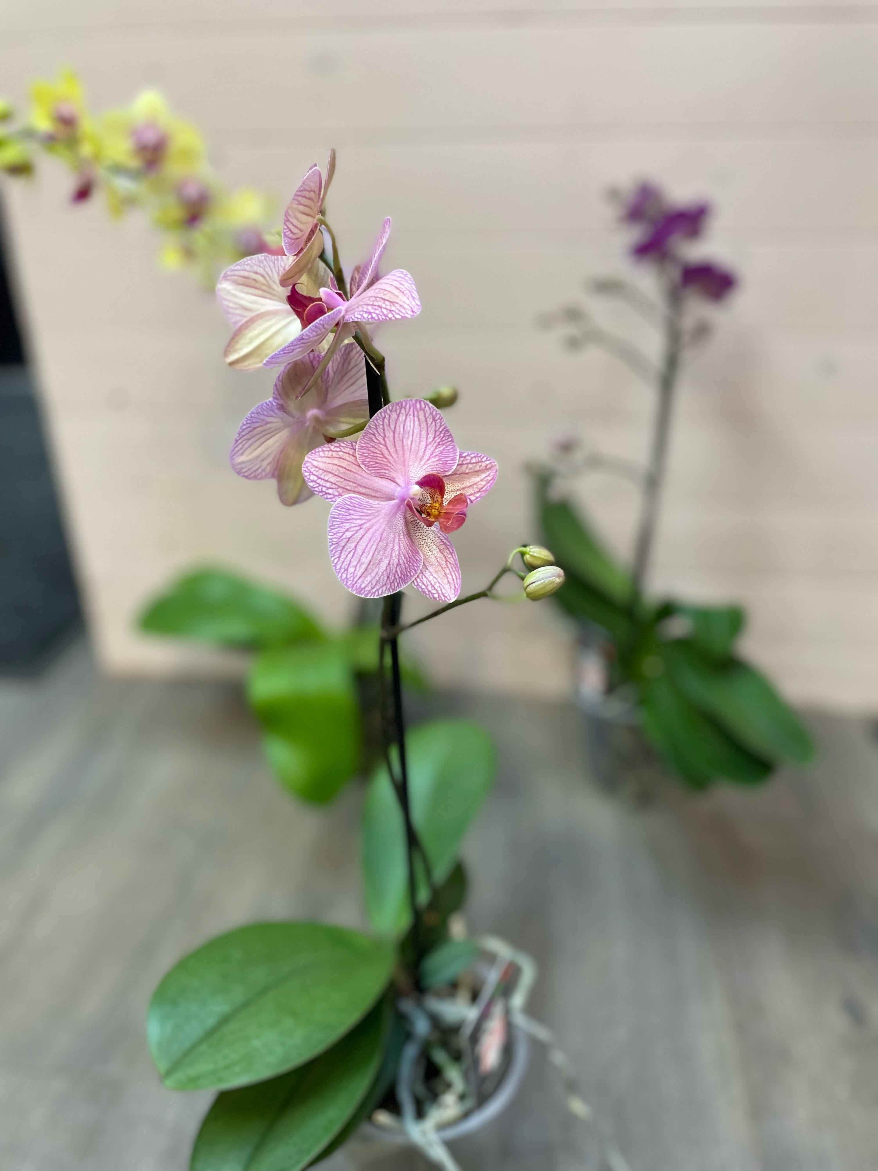 Opulent Phalaenopsis Potted Orchid Opulent Phalaenopsis Potted Orchid
