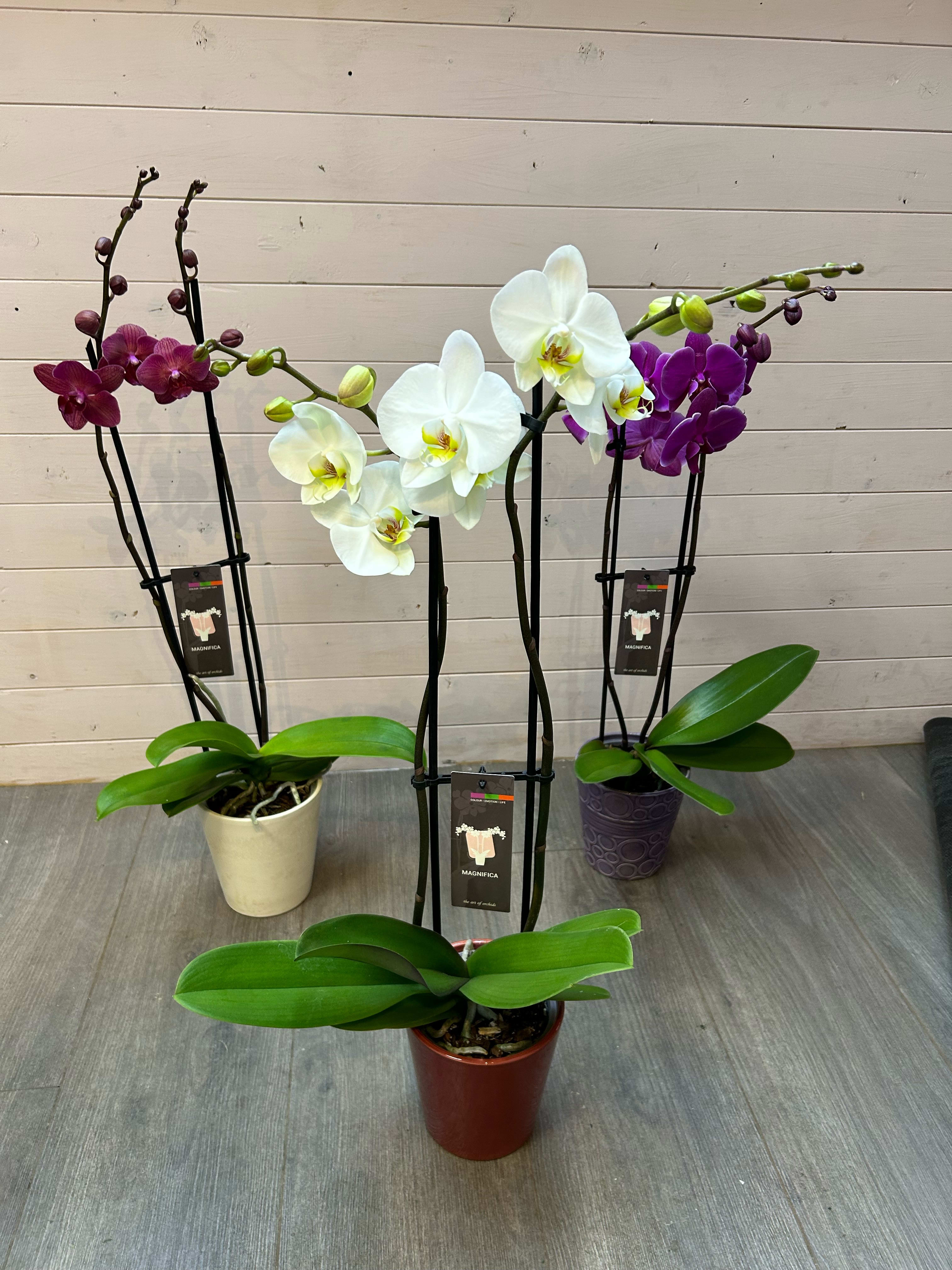 Opulent Phalaenopsis Potted Orchid