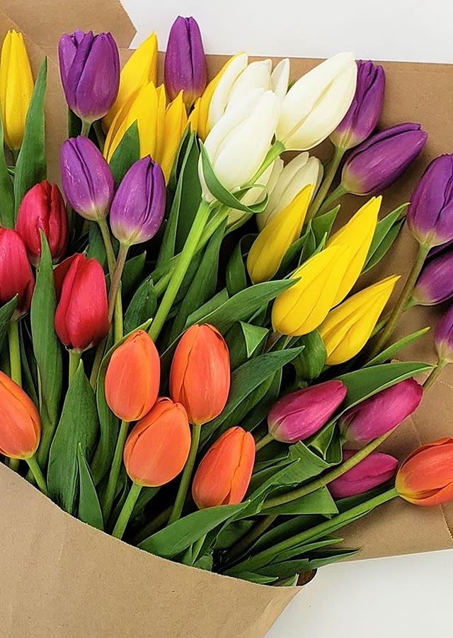 Ontario fresh cut tulips.