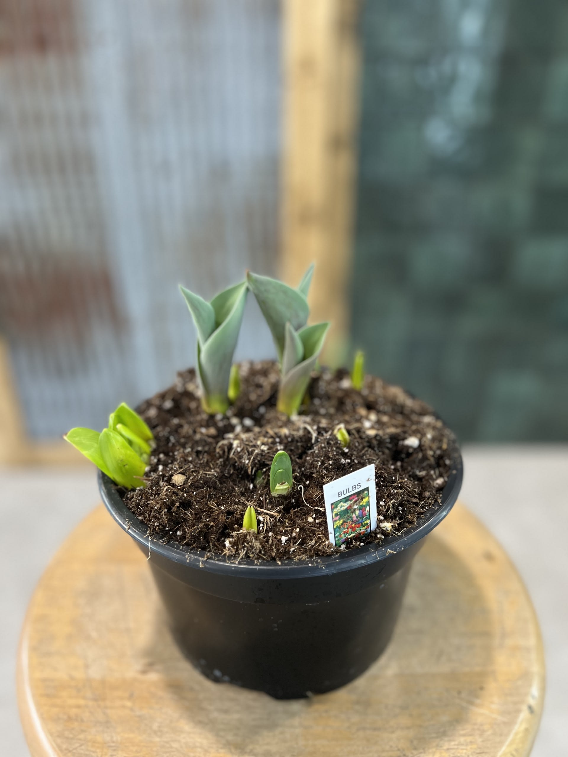 Bursting, Springing Bulbs Bursting, Springing Bulbs