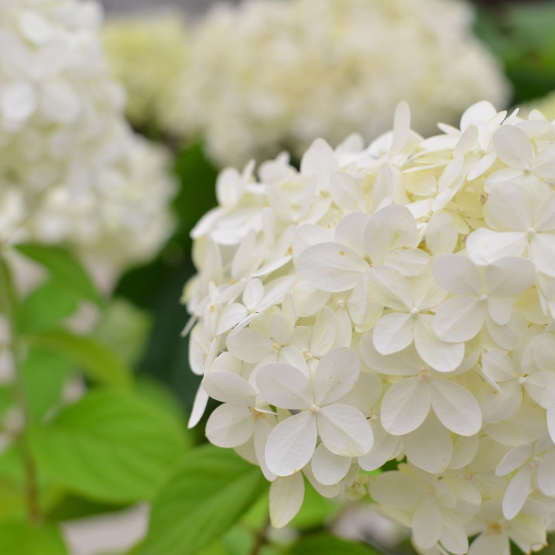 6" Potted Hydrangea in White