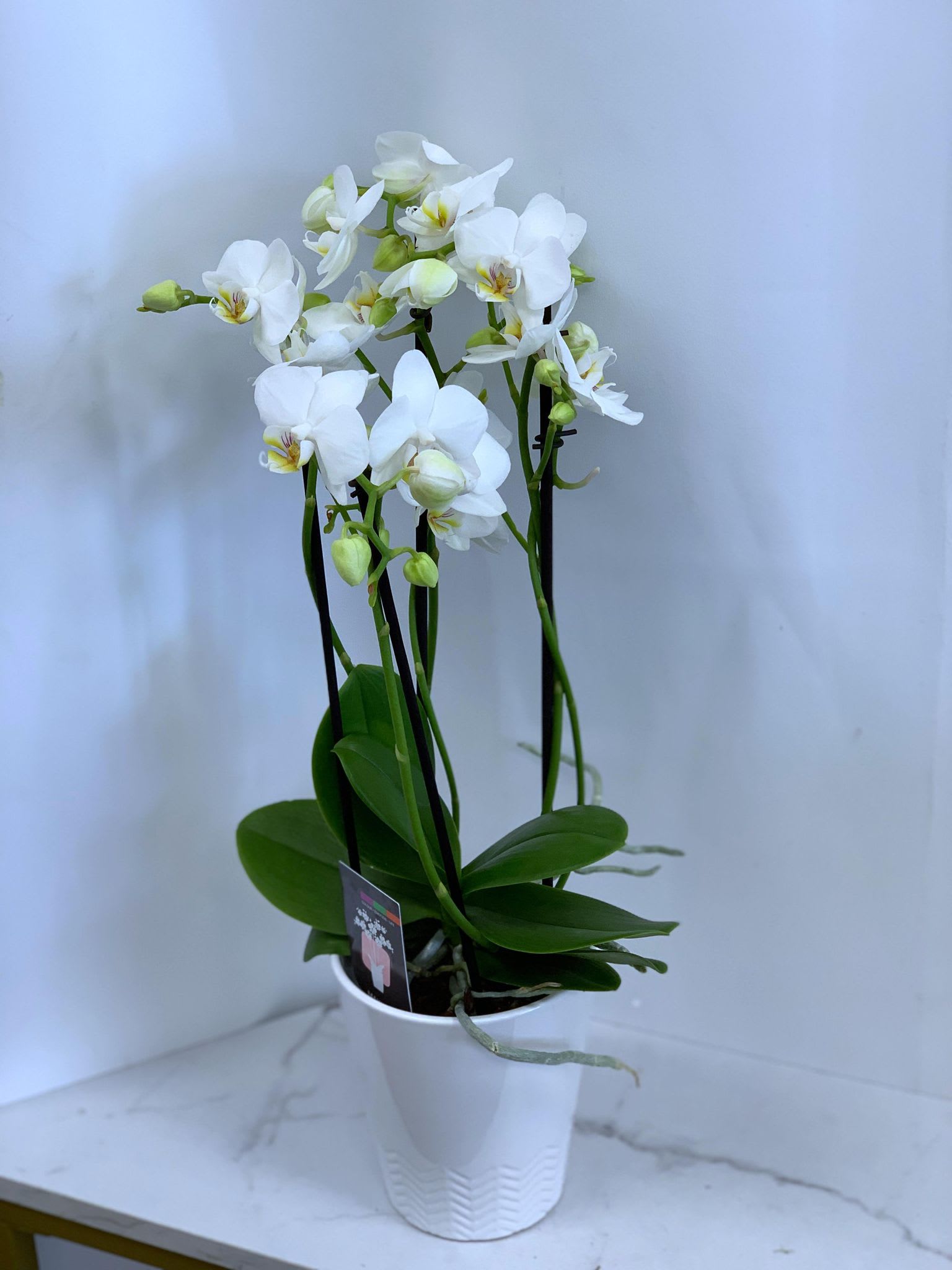 Double Spiked Orchid - White