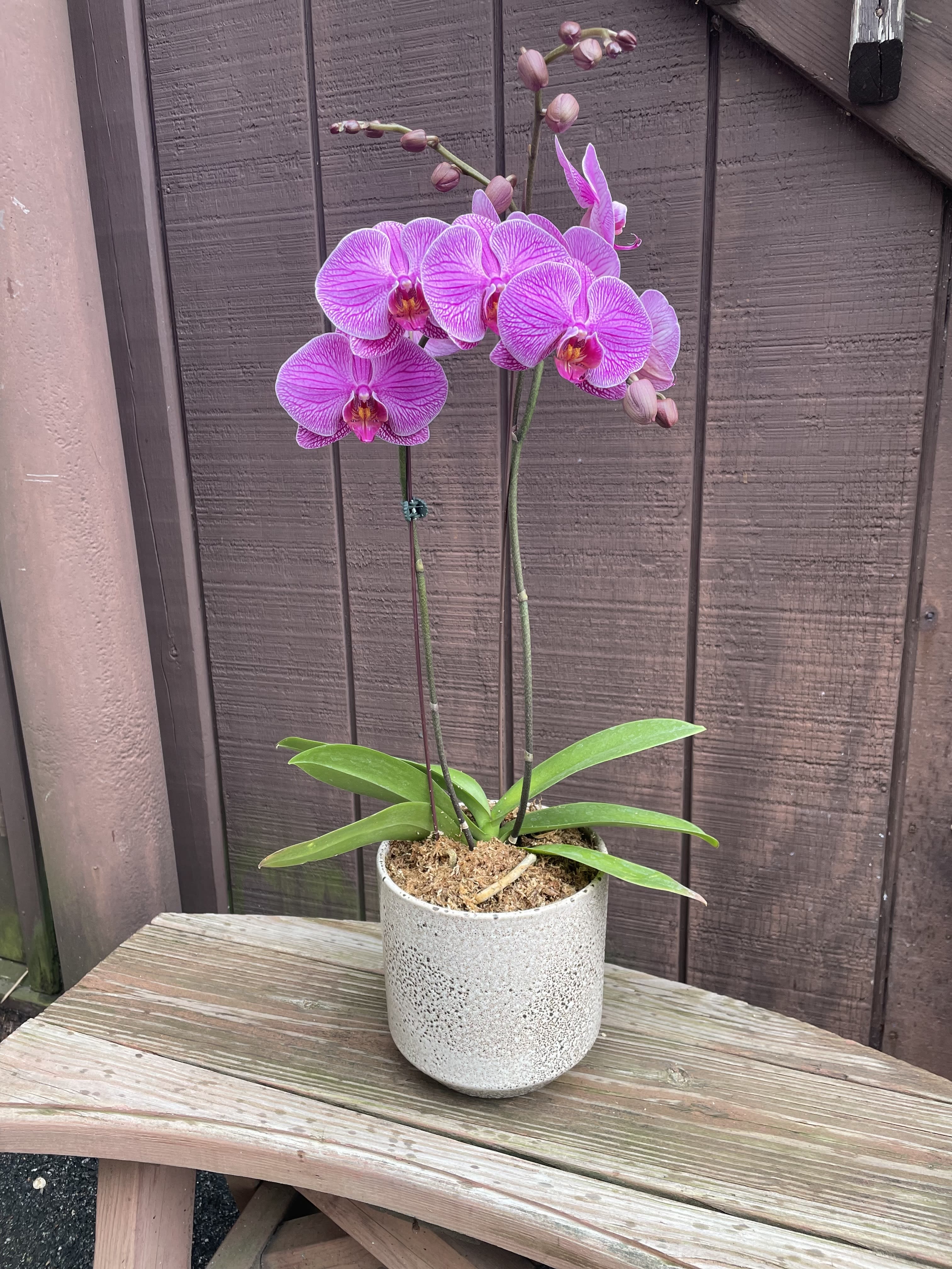 Double Stem Orchid Plant. An arrangement by Violeta's Flower Shop. Double Stem Orchid Plant. An arrangement by Violeta's Flower Shop.