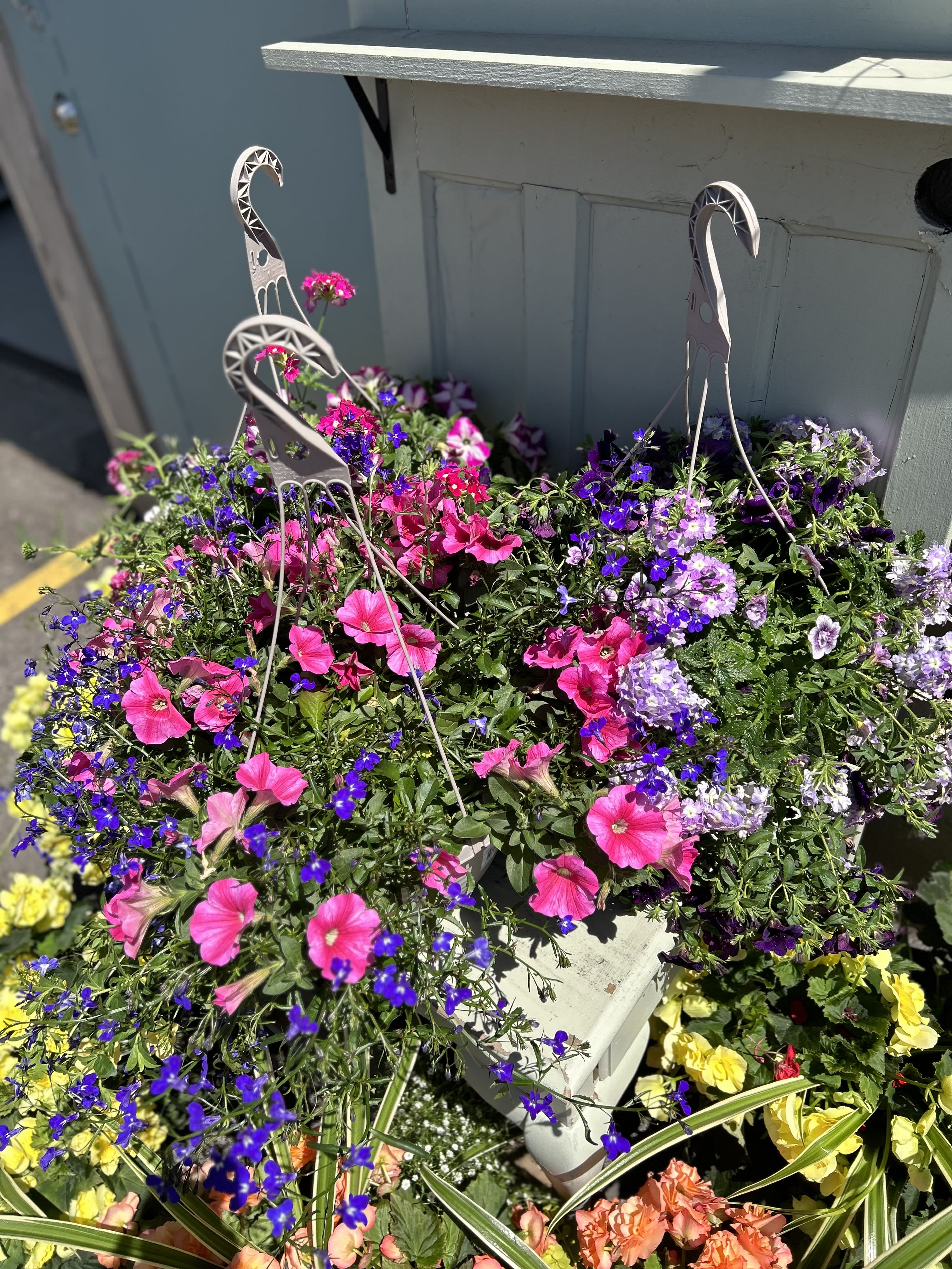 12” Mixed Hanging Basket - Florist Choice