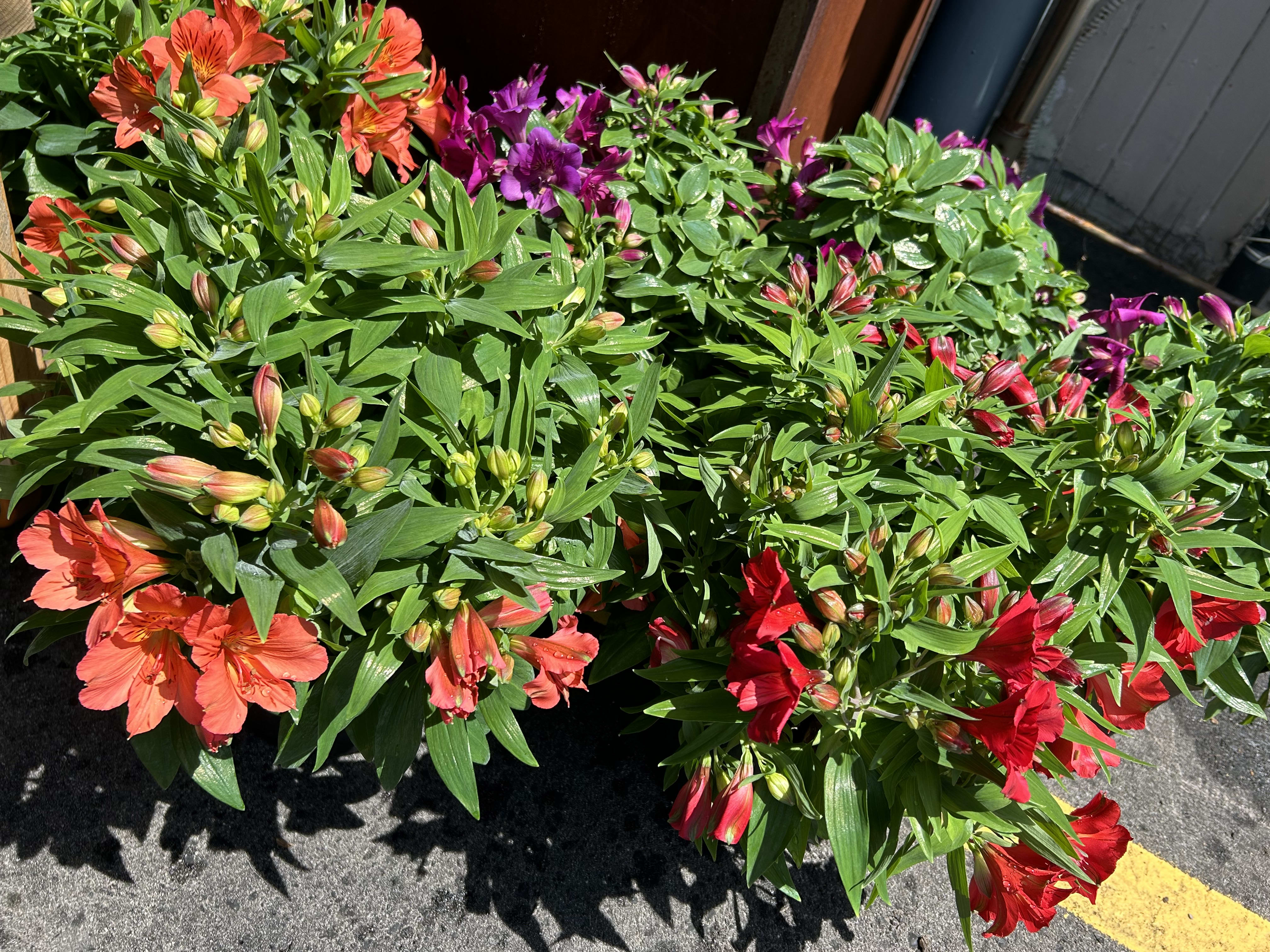 Potted Alstroemeria - Florist Choice Colour