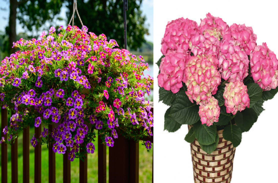 Mother's Day Blooming Basket/ Plant