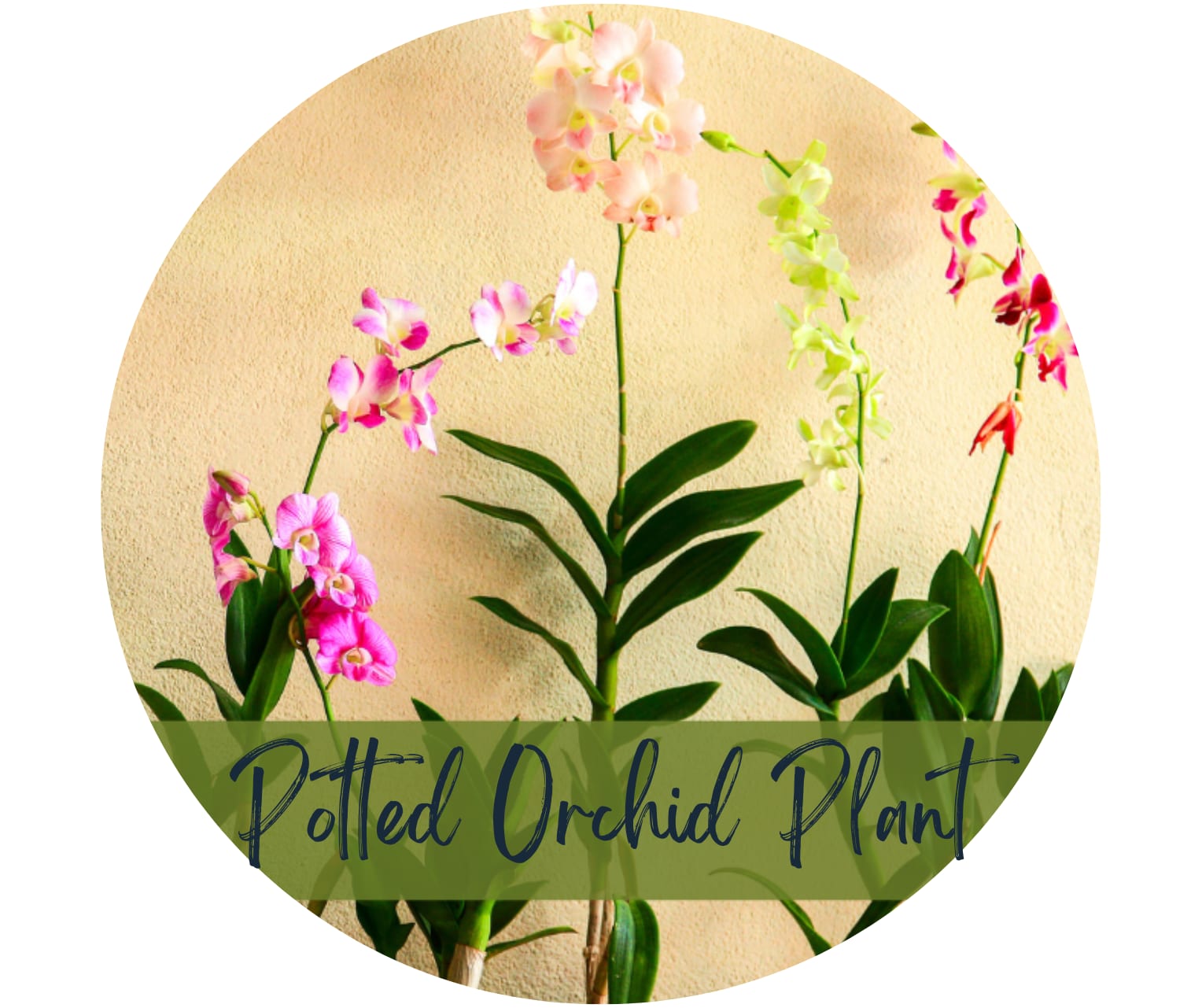 Potted Phalaenopsis Orchid. An arrangement by North Liberty Flower Shop.