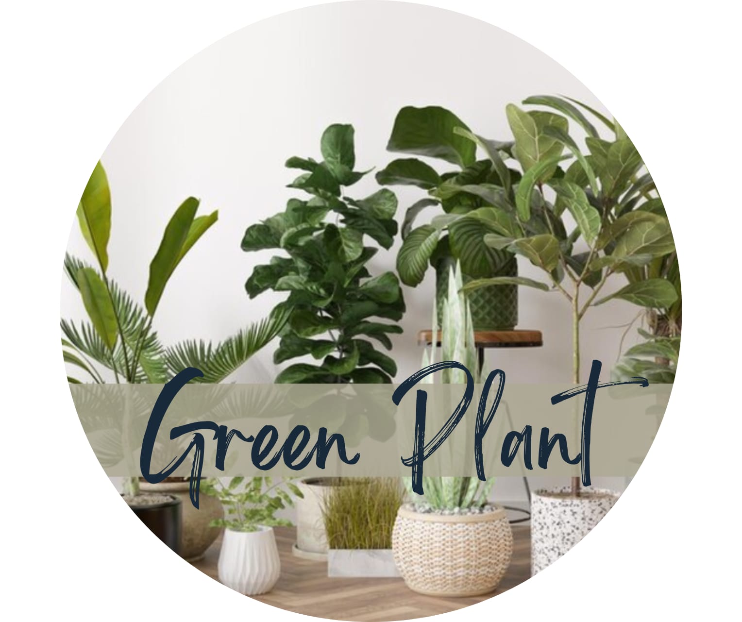 Green Plant - Florist Choice. An arrangement by North Liberty Flower Shop.