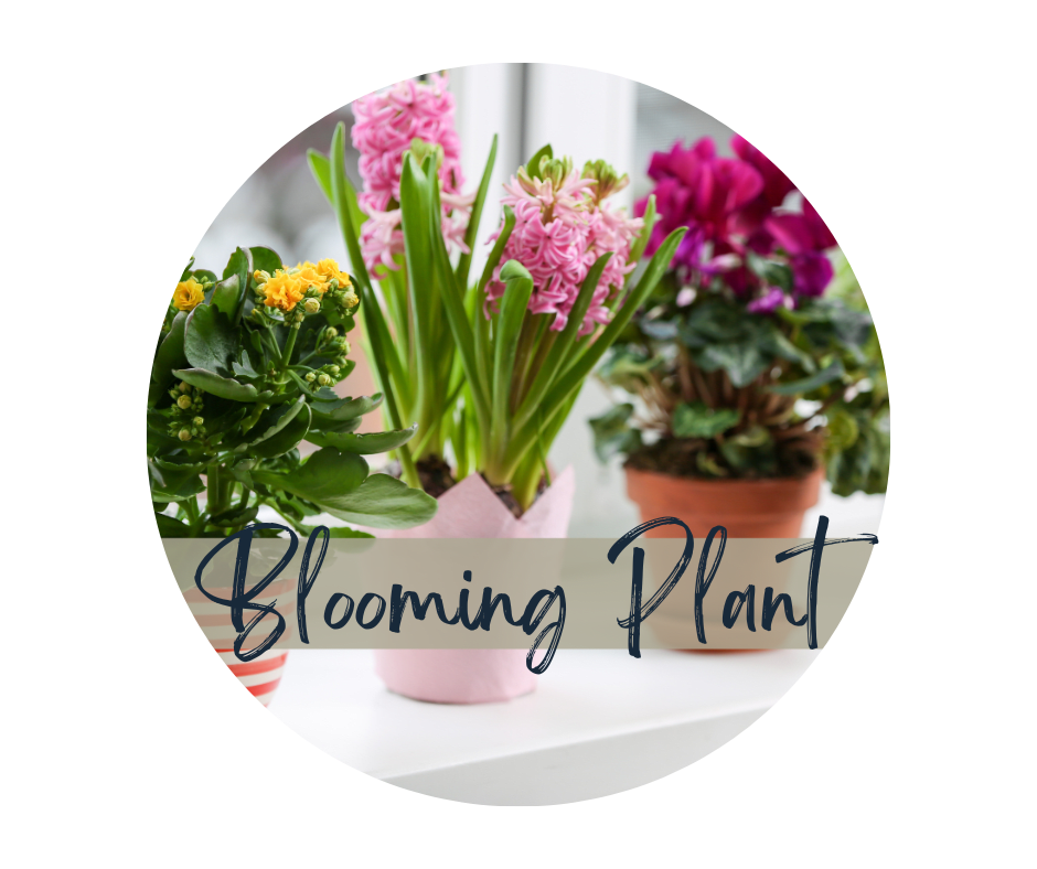 Florist Choice Selected Blooming Plant