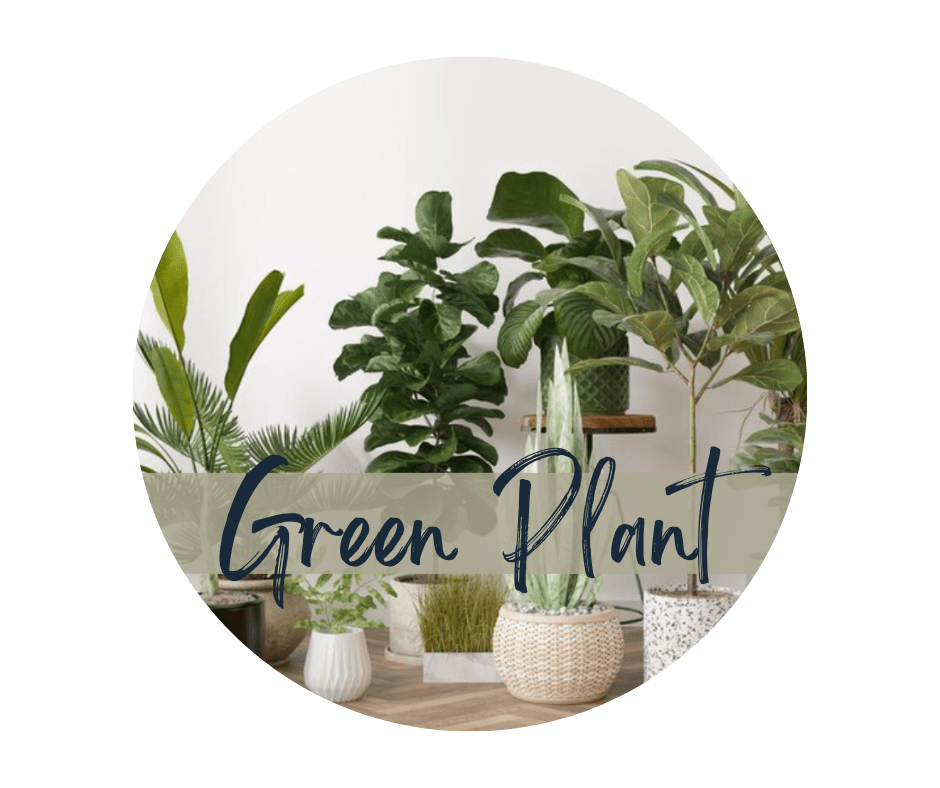 Florist Choice Selected Green Plant