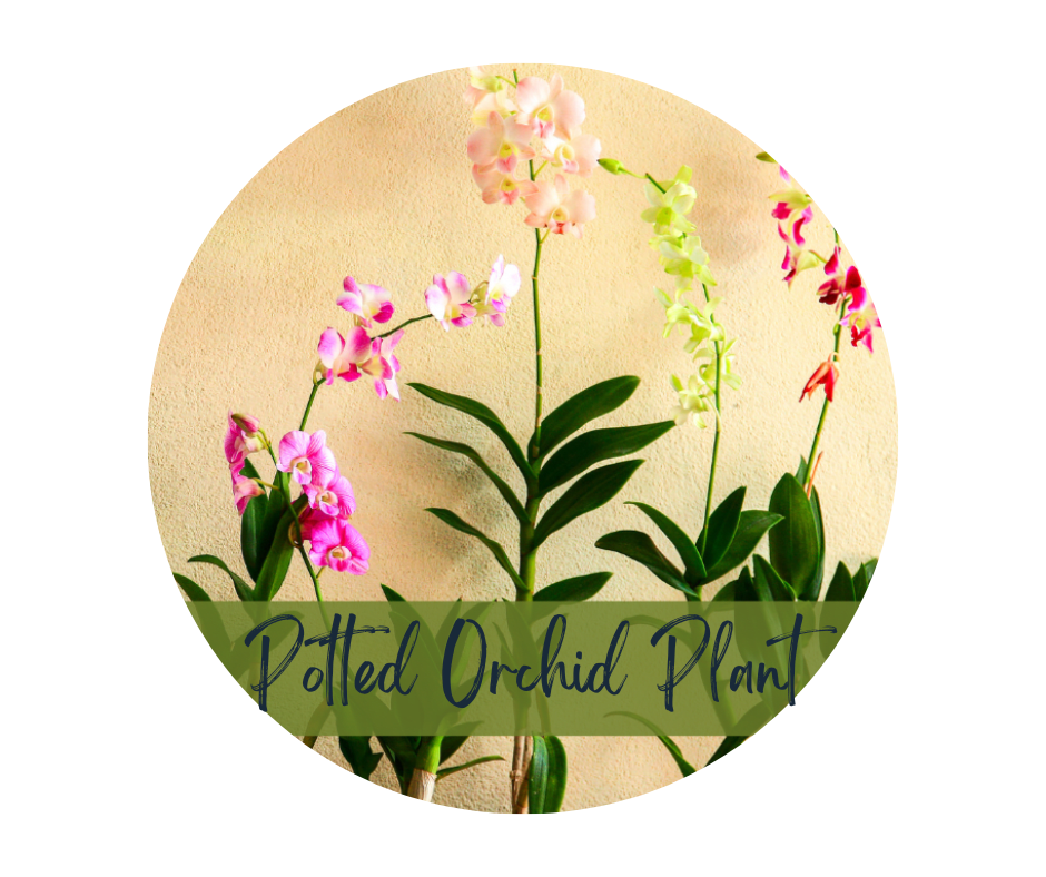 Striking Phalaenopsis Orchid. An arrangement by Sueppel's Flowers.