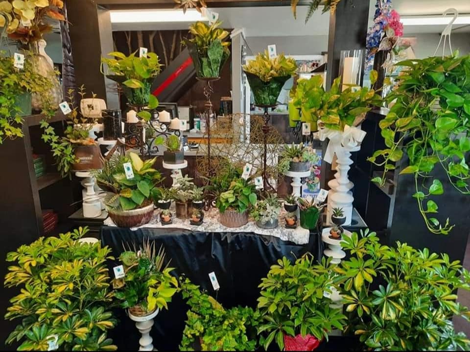 Florist's Choice Green Plant. An arrangement by Flower Box.