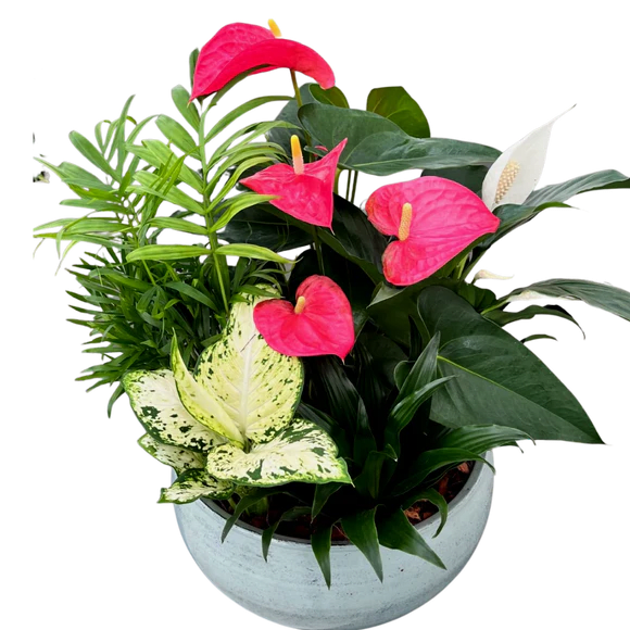 Extra Large Anthurium Planter. An arrangement by Flowers Plus.