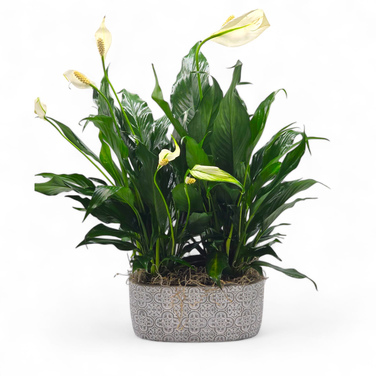 Elegant Peace Lily Elegant Peace Lily
