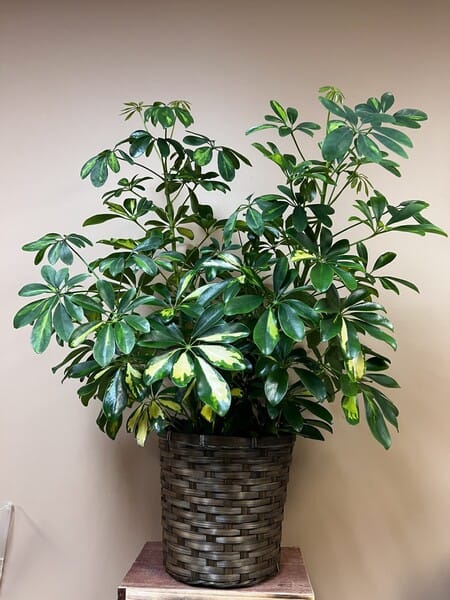 Arboricola Arboricola