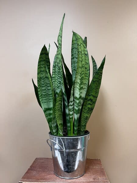 Sansevieria Plant Sansevieria Plant