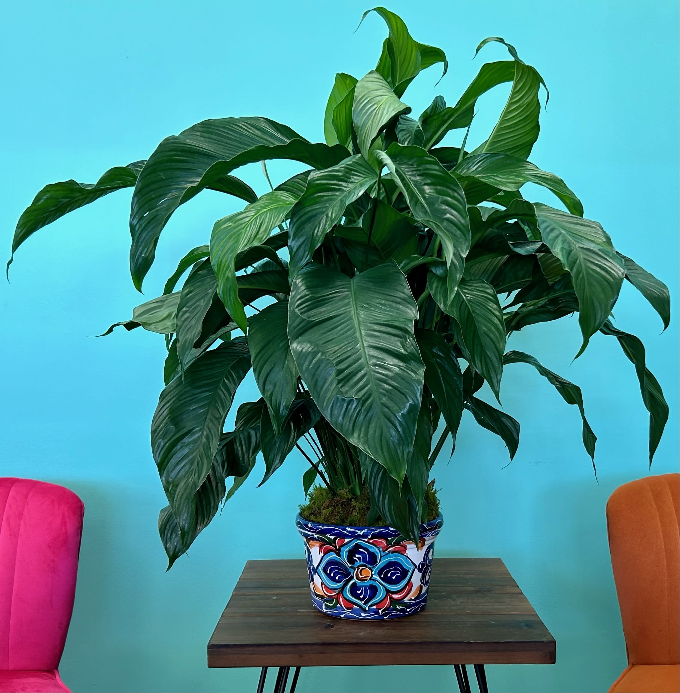 Premium Peace Lily 10" Premium Peace Lily 10"