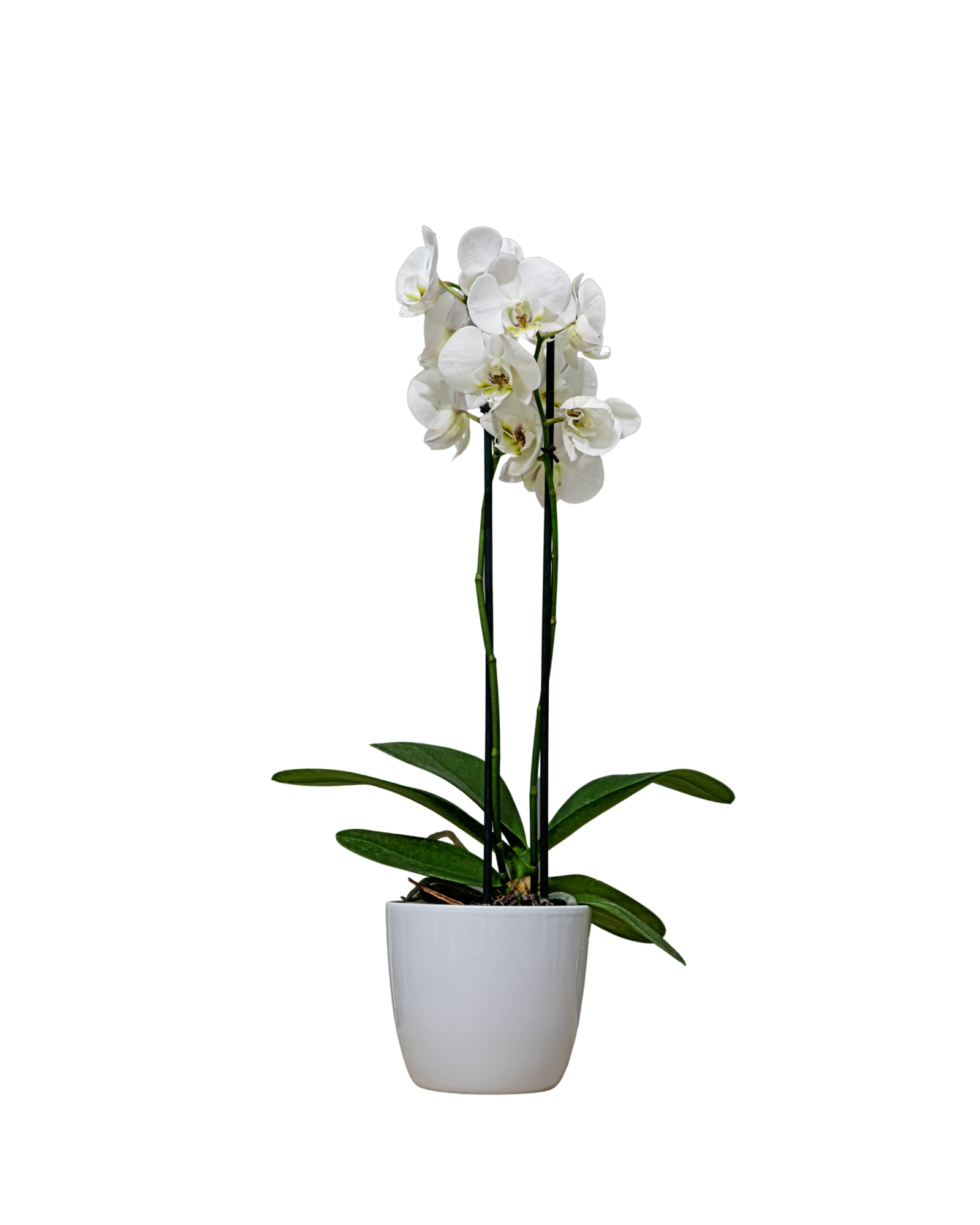 White Orchid Planter White Orchid Planter