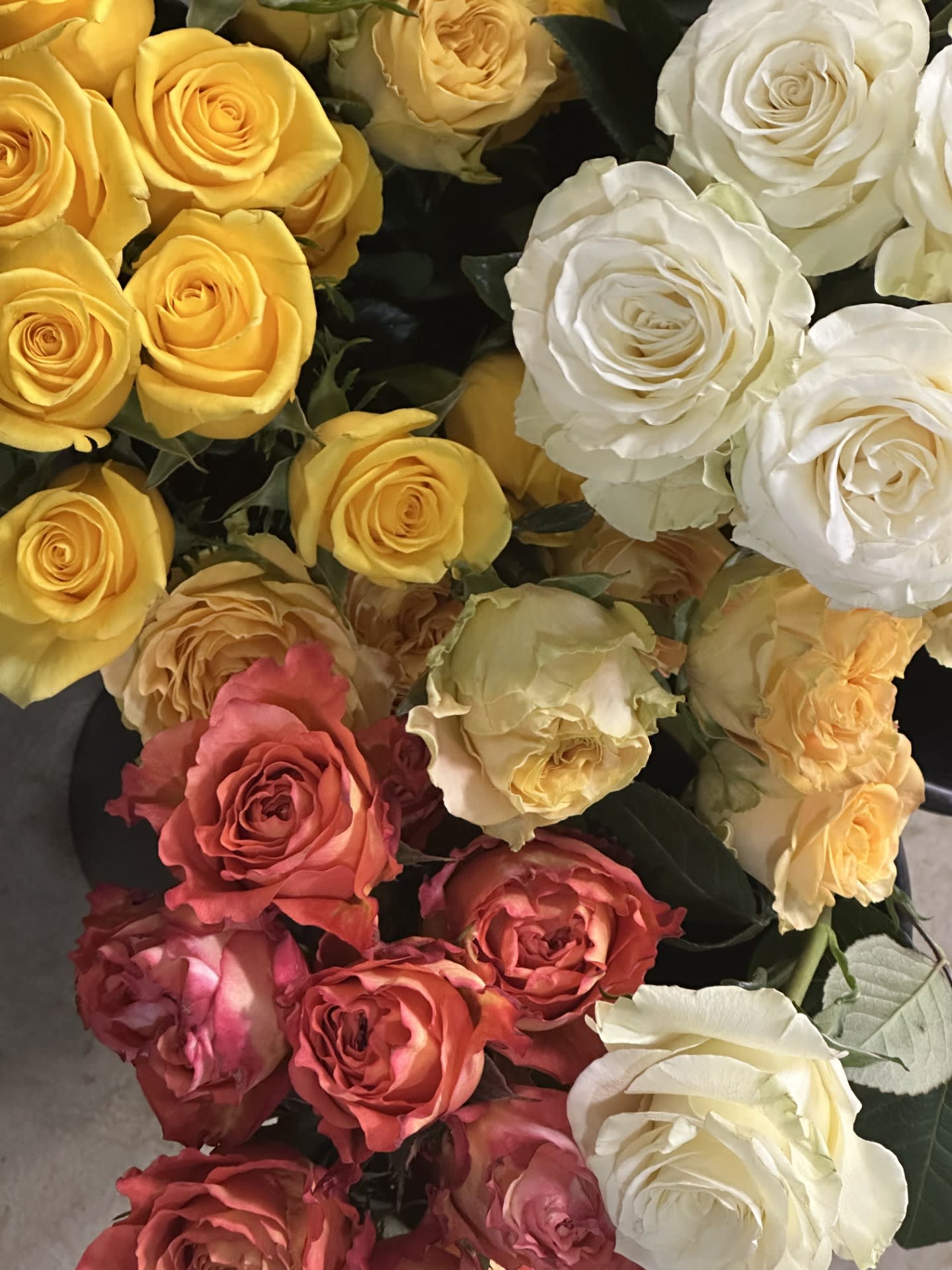 Designers Choice - Dozen Colored Roses. An arrangement by The Farm and Floral Market.