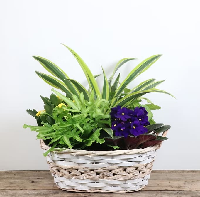 White wash wicker planter White wash wicker planter