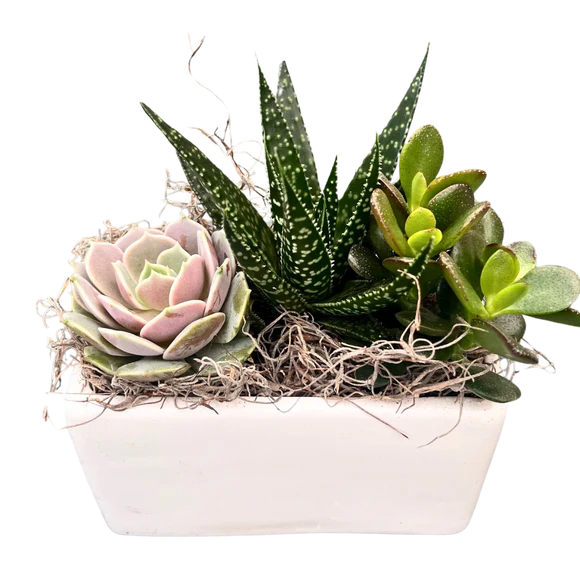 Small White Rectangular Succulent Planter. An arrangement by Flowers Plus.