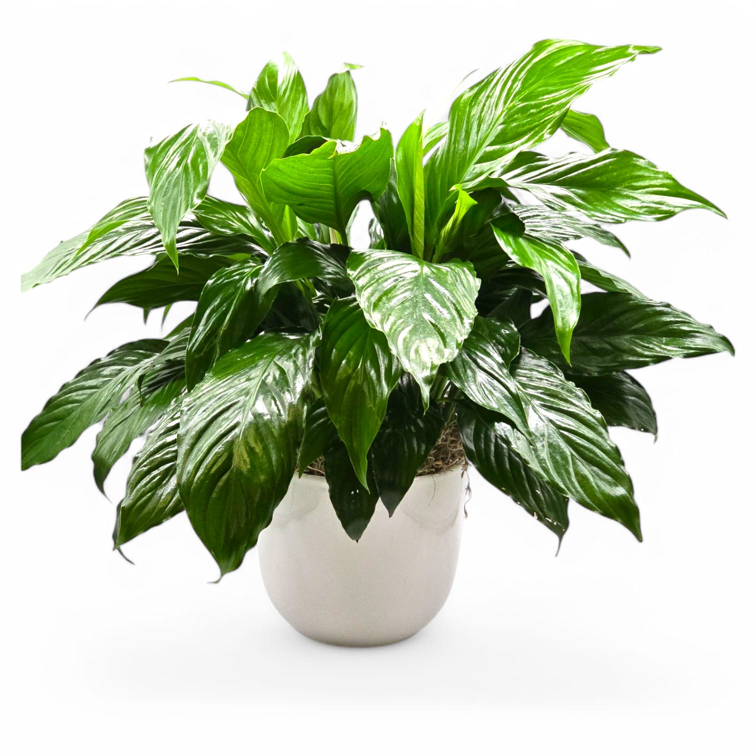 Classic Peace Lily Plant Classic Peace Lily Plant