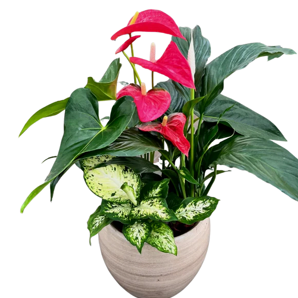 Cresta Anthurium Planter. An arrangement by Flowers Plus.