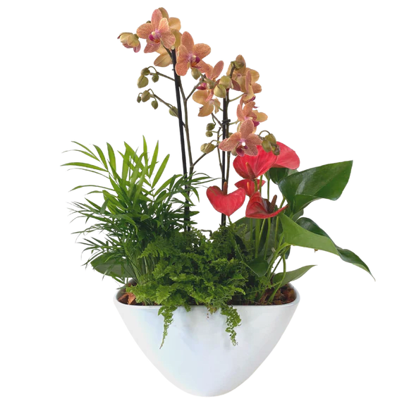 Large Eillen Orchid Planter. An arrangement by Flowers Plus.