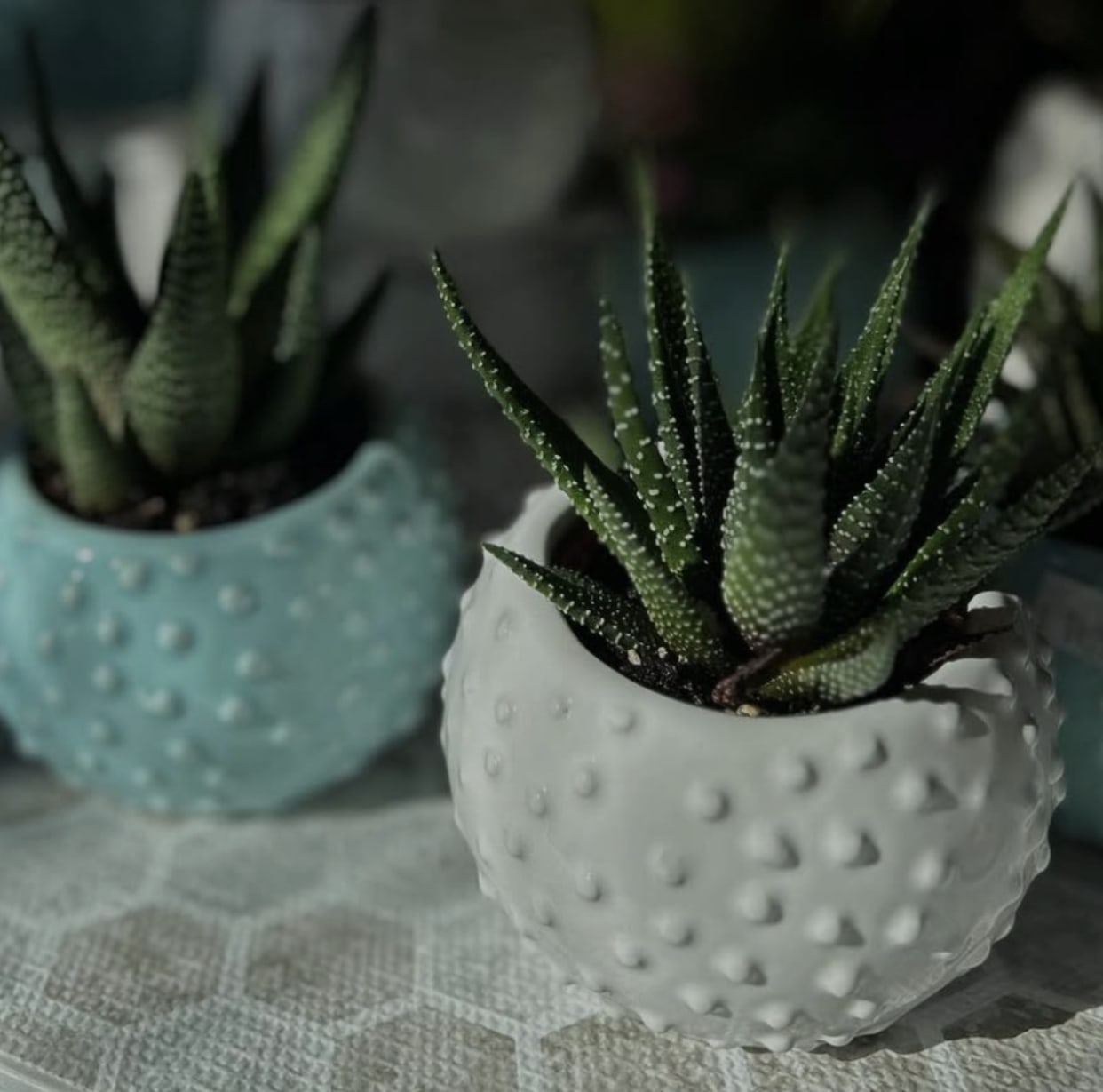 Sweet Succulents Sweet Succulents