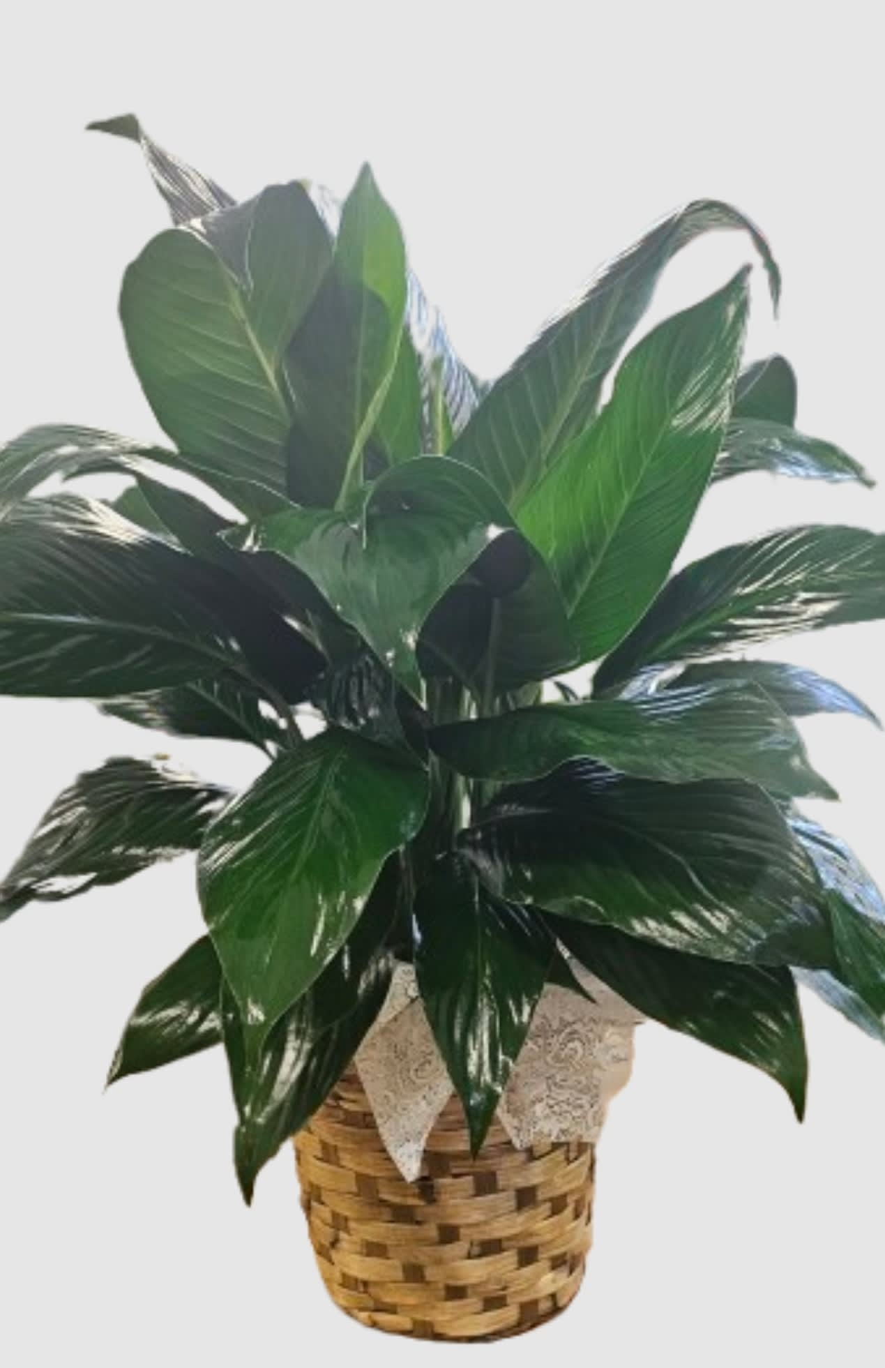8" Peace Lily Plant 8" Peace Lily Plant