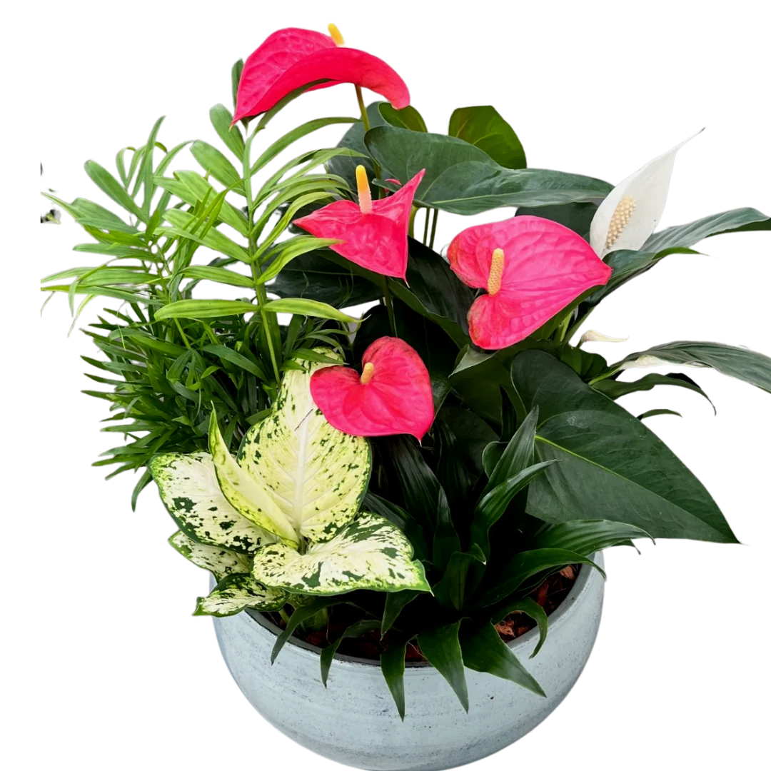 XL Blue mist Anthurium Planter. An arrangement by Flowers Plus.