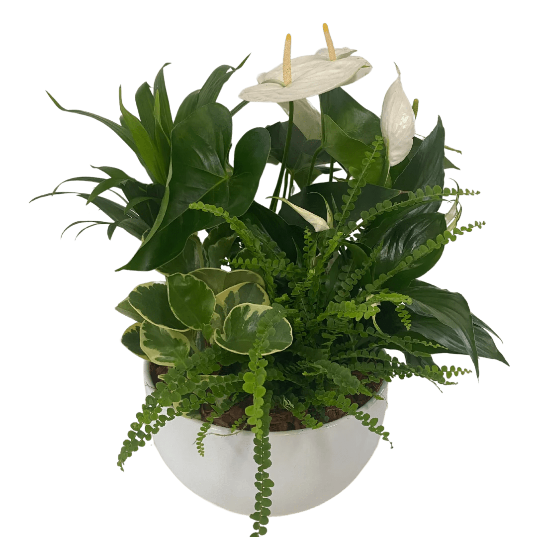 XL White Tropical Sympathy. An arrangement by Flowers Plus.