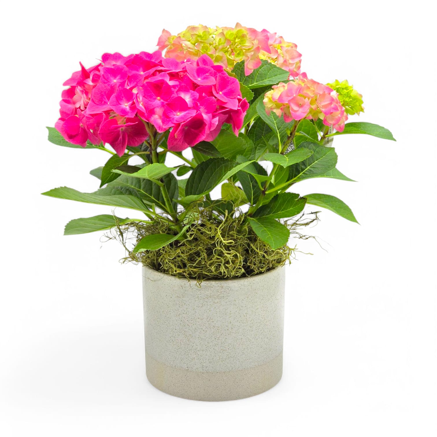 Hydrangea Potted Plant Hydrangea Potted Plant
