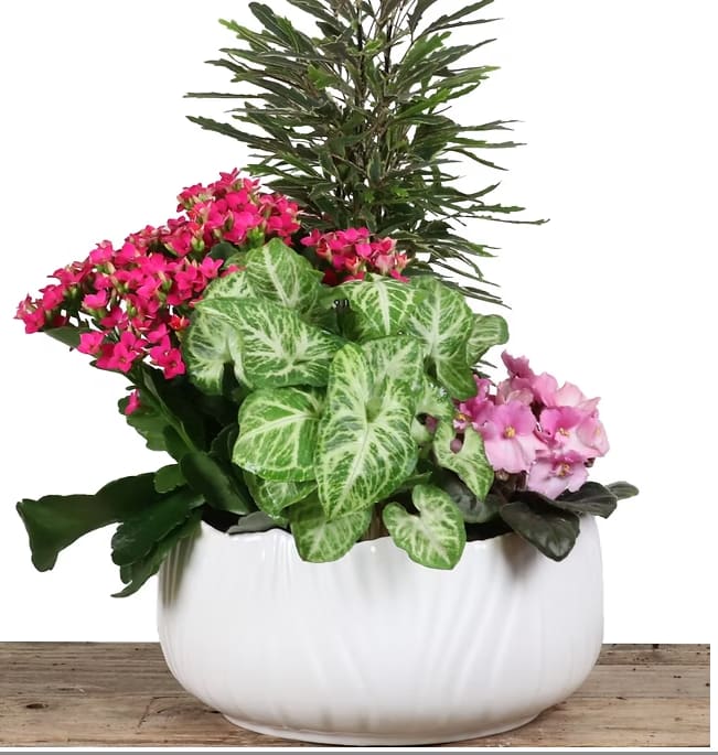 White Ceramic Planter 8" White Ceramic Planter 8"