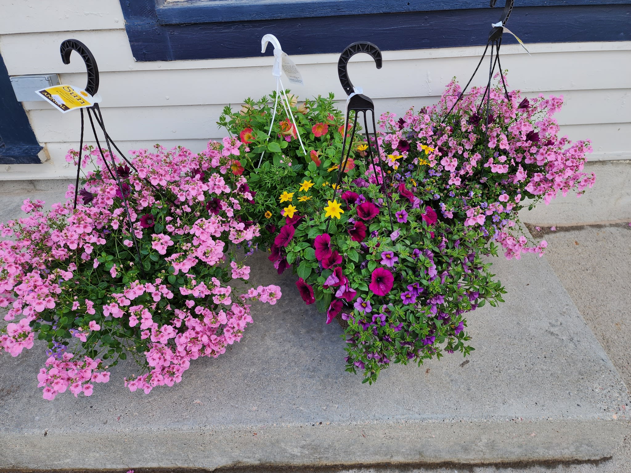 Blooming Hanging Basket Blooming Hanging Basket