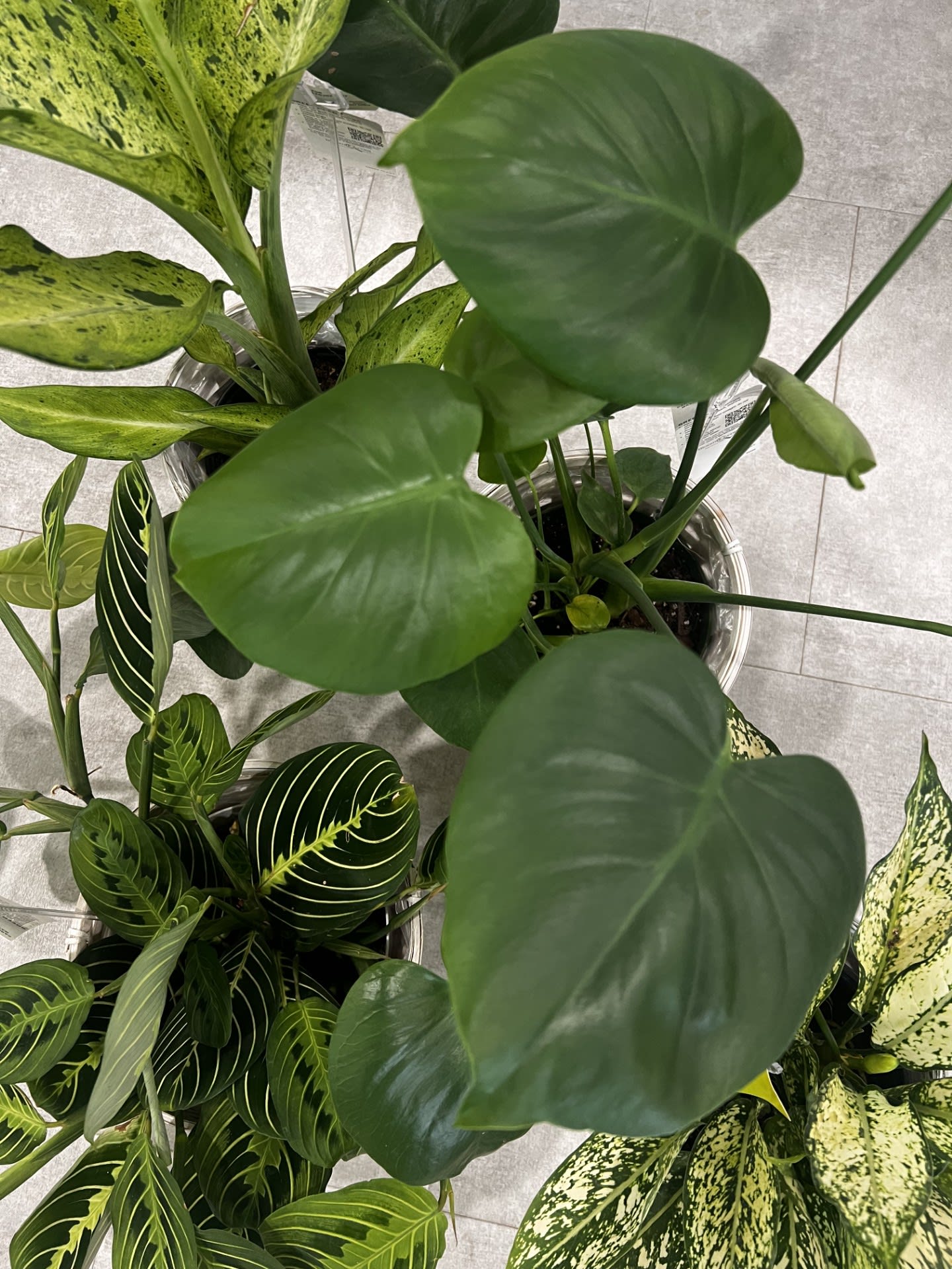 Designers Choice - Plant Designers Choice - Plant