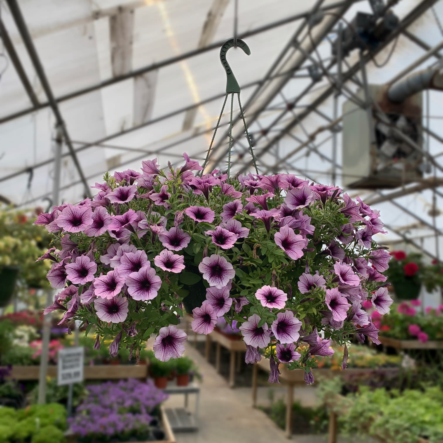 10 Hanging Basket. An arrangement by Colonial Gardens Florist And Greenhouses.